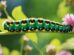 Butterfly Mysteries How They Change From Crawling Caterpillars