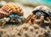 Hermit Crabs The Ultimate Shell Swappers Of The Ocean