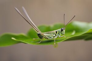 Jumping Geniuses How Grasshoppers Make Their Giant Leaps