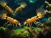 Mysterious Mantle Shrimps Discover Their Secret Hideouts