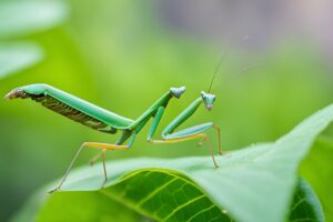 The Praying Mantis Natures Patient Predator