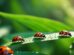 The Secret Life Of Ladybugs More Than Just A Pretty Beetle