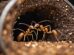 The Super Powers Of Ants Tiny Architects Of The Underground