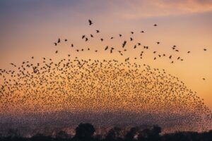 Murmurations Of Starlings The Science Behind Their Aerial Ballet