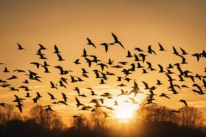 Swifts In The Sky The Mystery Behind Their Continuous Flight