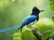 The Asian Paradise Flycatcher Unraveling The Secrets Of Its Tail