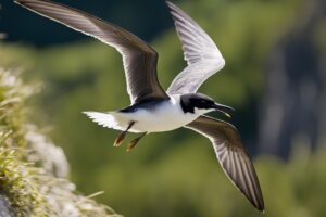 The Giant Leap Of The Sooty Tern Nonstop Flight From Birth