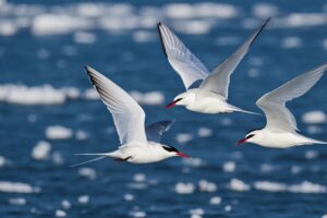 The Migratory Marvels Of Arctic Terns Journeying From Pole To Pole