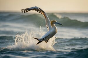 The Spectacular Dive Of The Gannet Fishing Like A Living Spear