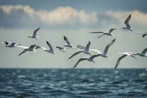 The Terns Solar Navigation Understanding Long Distance Migration