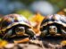 Box Turtles Seasonal Gender Shift