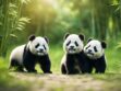Meet The Fluffy Panda Cubs