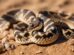 Sidewinder Rattlesnakes Desert Dance