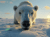 Polar Bears' Super Sniffers: The Incredible Power of Their Sense of Smell