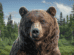 Giant Among Giants - Exploring the Massive Size of Brown Bears