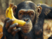Chimpanzee Altruism